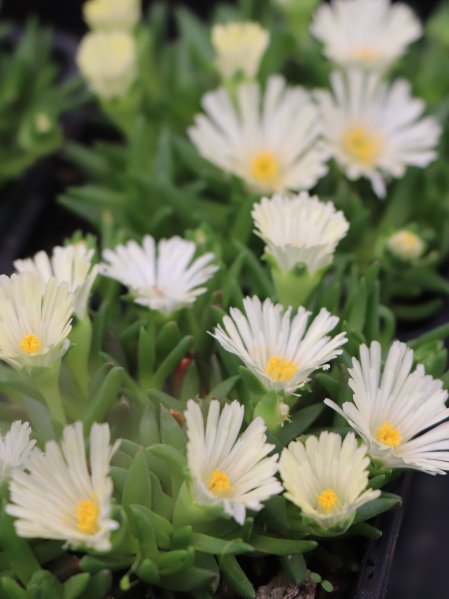 Kosmatec 'White Nugget'