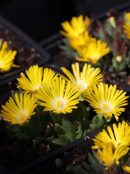 Kosmatec 'Gold Nugget'