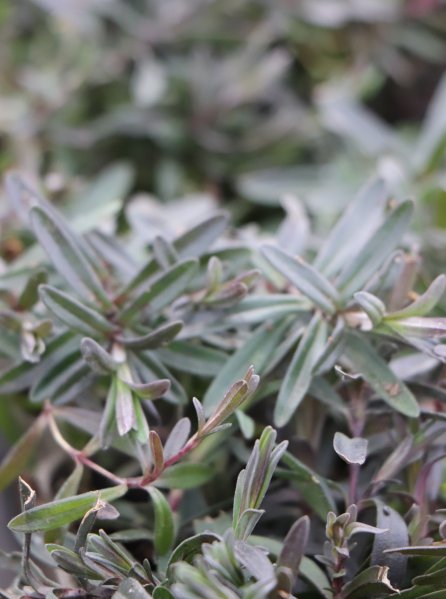 Hvozdík kropenatý ´Brillant´