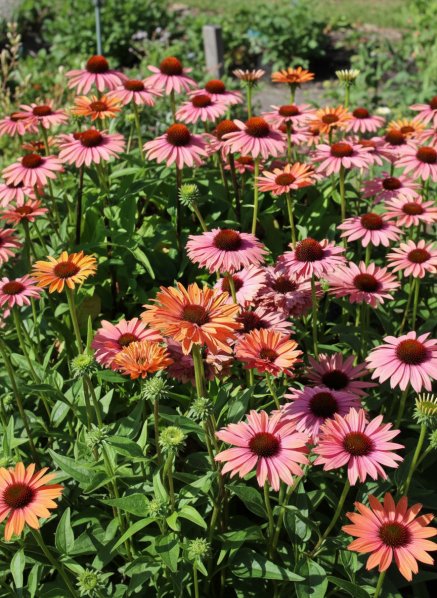 Třapatkovka ´SunSeekers Rainbow´®