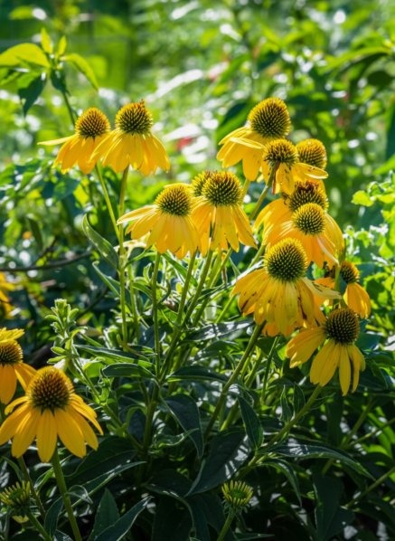 Třapatkovka nachová ´Prairie Blaze Golden Yellow´