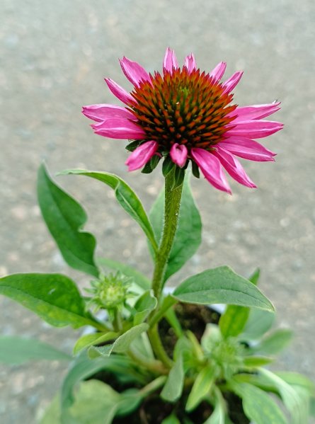 Třapatkovka 'Pollynation Magenta'