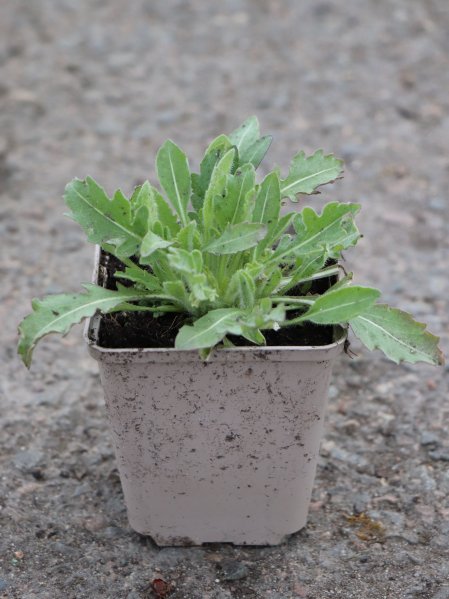 Kokarda osinatá ´Burgunder´