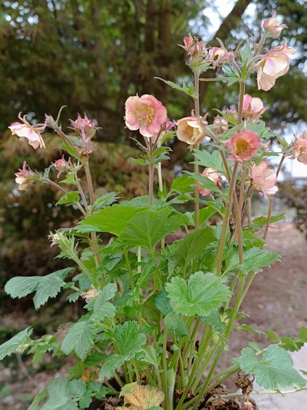 Kuklík ´Tempo Rose´