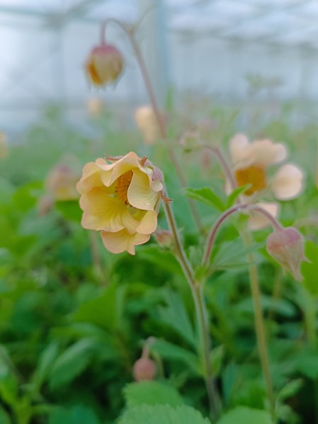 Kuklík potoční ´Flames of Passion´