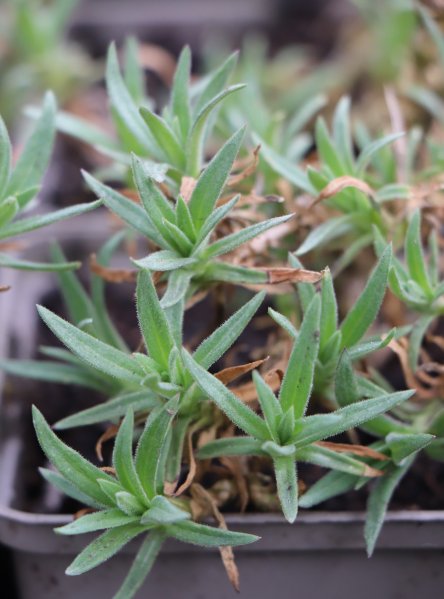 Šater latnatý ´Festival White´