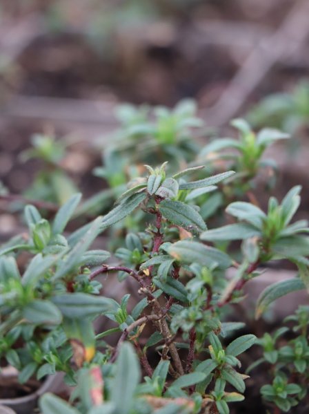 Devaterník ´Amabile Plenum´