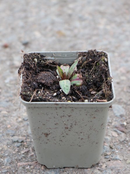 Záplevák ´Gelbe Waltraut´