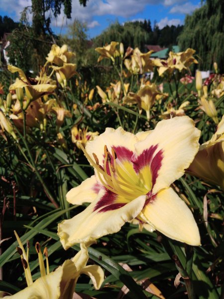 Denivka ´Longfield Angel´