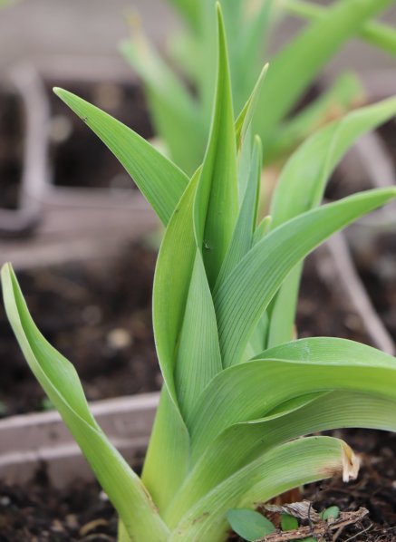 Denivka ´Lavender Blue Baby´