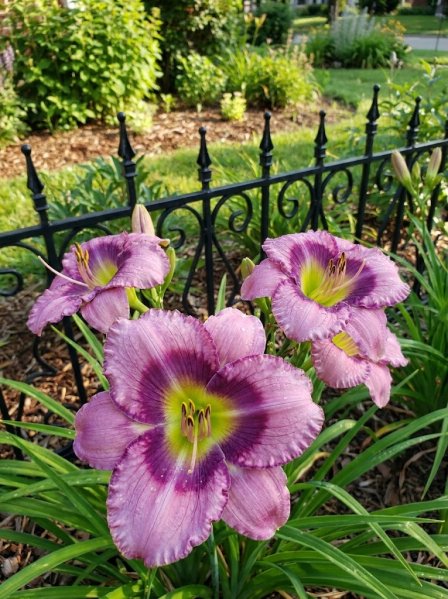 Denivka ´Lavender Blue Baby´