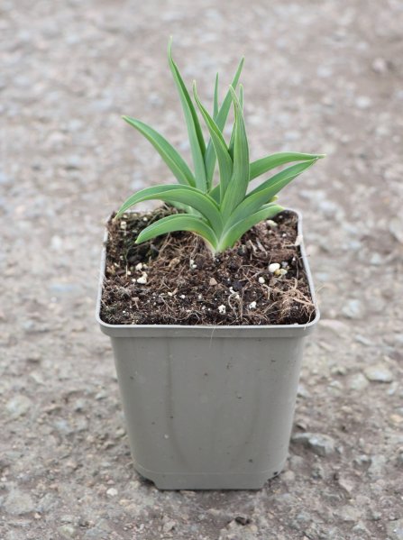 Denivka ´Sweet Hot Chocolate´