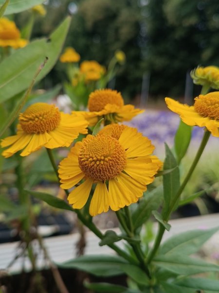 Záplevák 'Tijuana Brass'