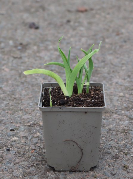 Denivka ´Voodoo Dancer´