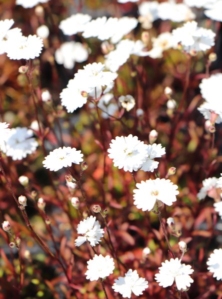 Silenečka alpská 'Pleniflorum'