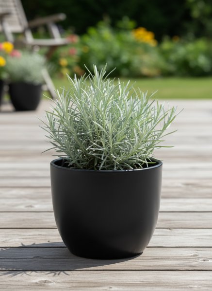 Smil italský - kari koření