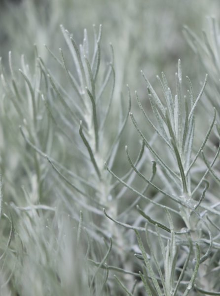 Smil italský - kari koření