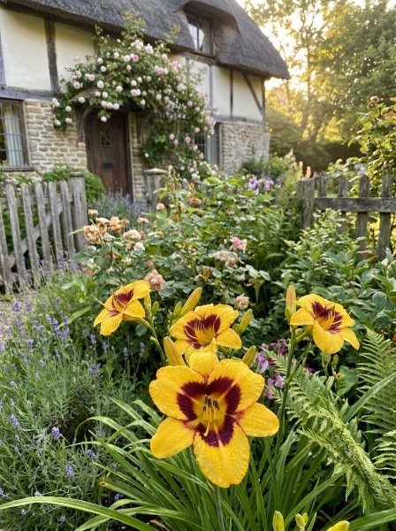 Denivka 'Black Eyed Susan'