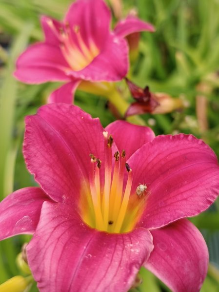 Denivka 'Ruby Stella'