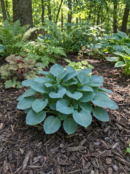 Bohyška 'Blue Mouse Ears'