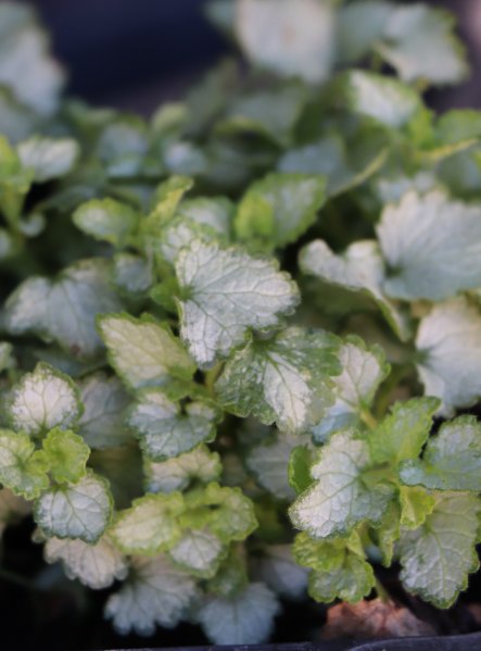 Hluchavka skvrnitá 'Pink Pewter'