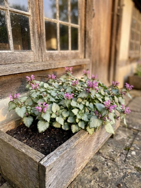 Hluchavka skvrnitá 'Pink Pewter'
