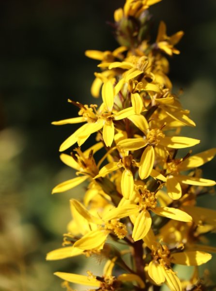 Popelivka 'Bottle Rocket'