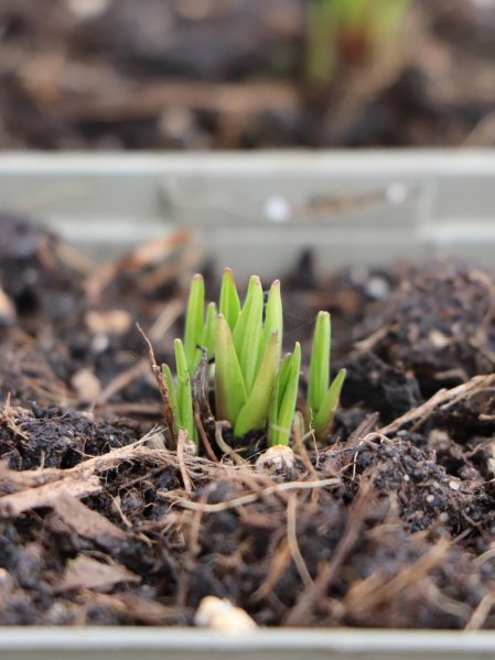 Šuškarda hustoklasá