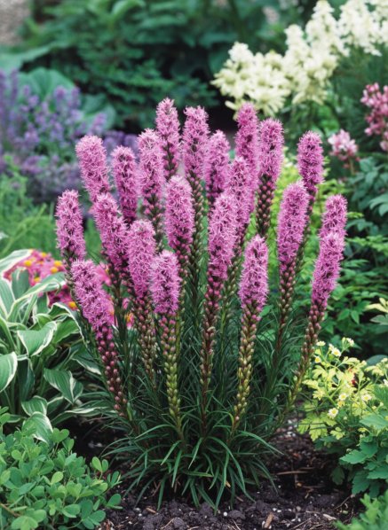 Šuškarda klasnatá ´Gaifether Pink´