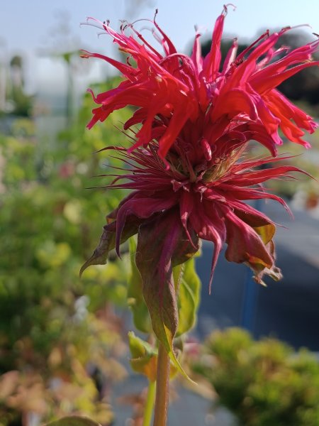 Zavinutka zahradní ´Gardenview Scarlet´