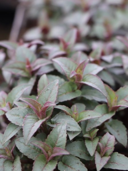 Zavinutka zahradní ´Huckleberry´