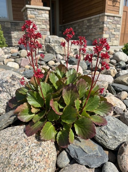 Mukgenie 'Flame'
