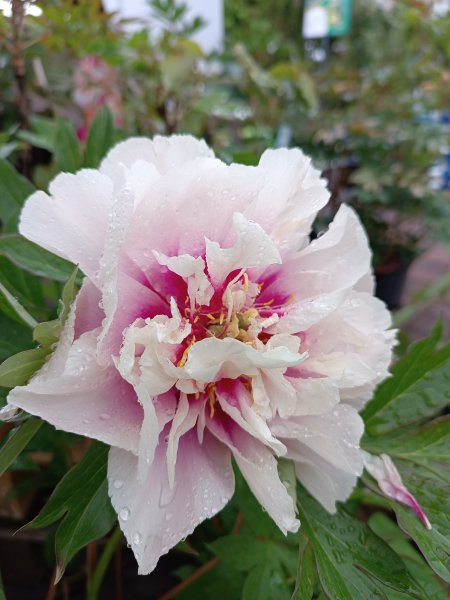 Pivoňka ´Cora Louise´