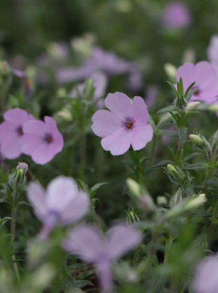 Plamenka nízká 'Lilac Cloud'
