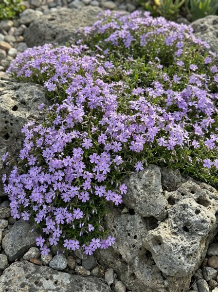 Plamenka nízká 'Lilac Cloud'