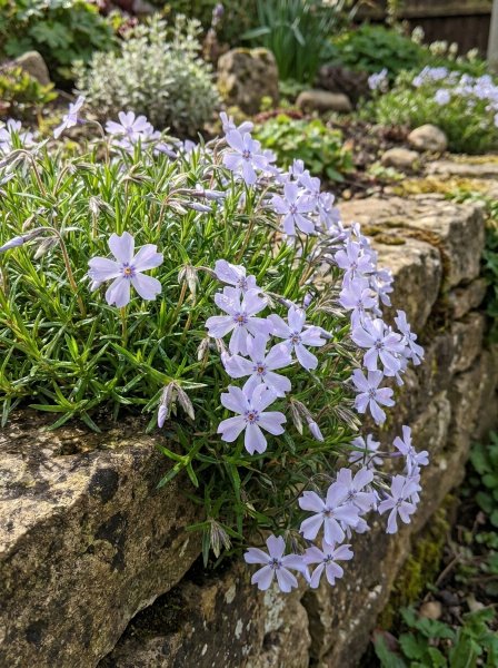 Plamenka šídlolistá 'Emerald Cushion Blue'