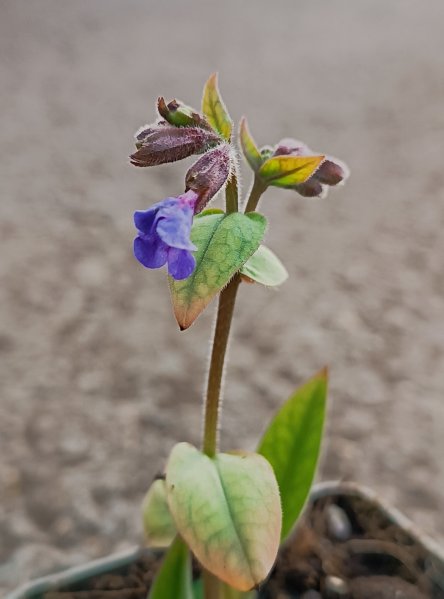 Plicník úzkolistý ´Blaues Meer´