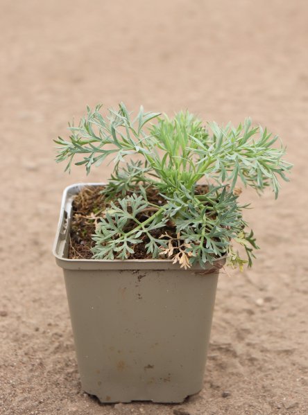 Měsíční mrkev - Sesel