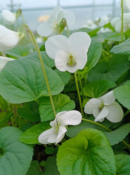 Violka ´Albiflora´