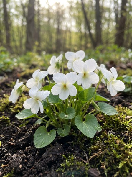 Violka ´Albiflora´