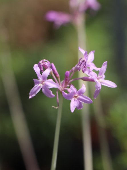 Tulbaghia 'Flamingo'