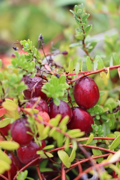 Klikva velkoplodá 'Pilgrim'