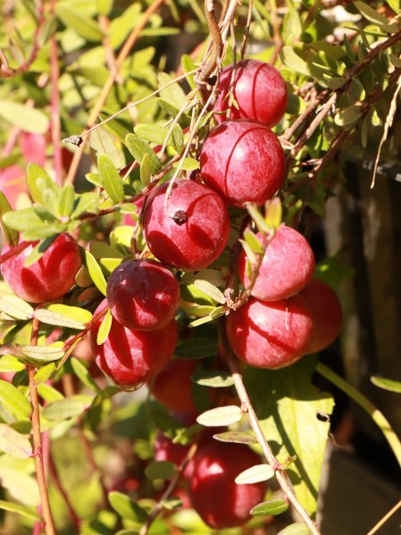 Klikva velkoplodá 'Stevens'