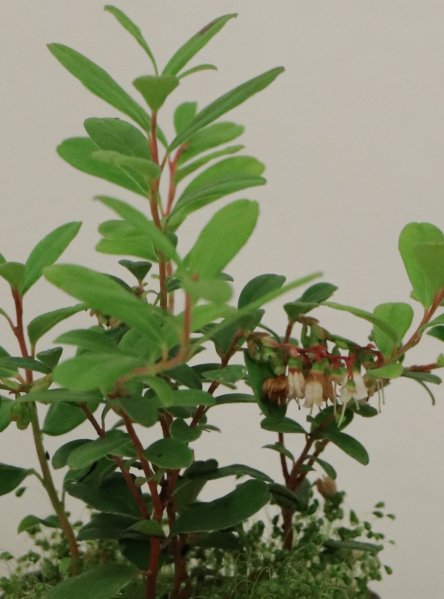 Brusnice Brusinka 'Erntesegen'