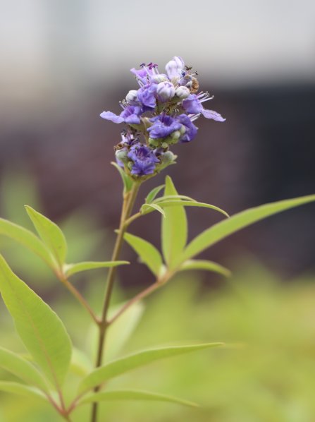 Drmek obecný 'Latifolia'