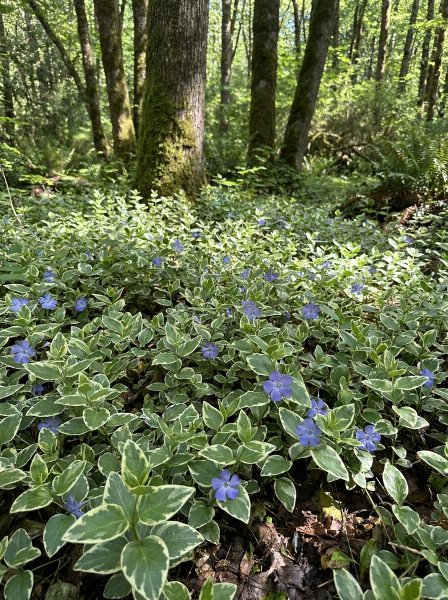 Barvínek větší 'Variegata'