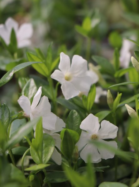 Barvínek menší 'Alba'