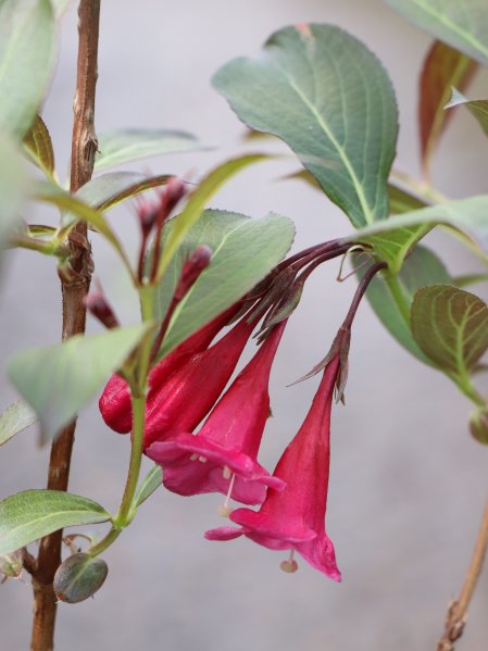 Vajgélie květnatá 'Ruby Queen'
