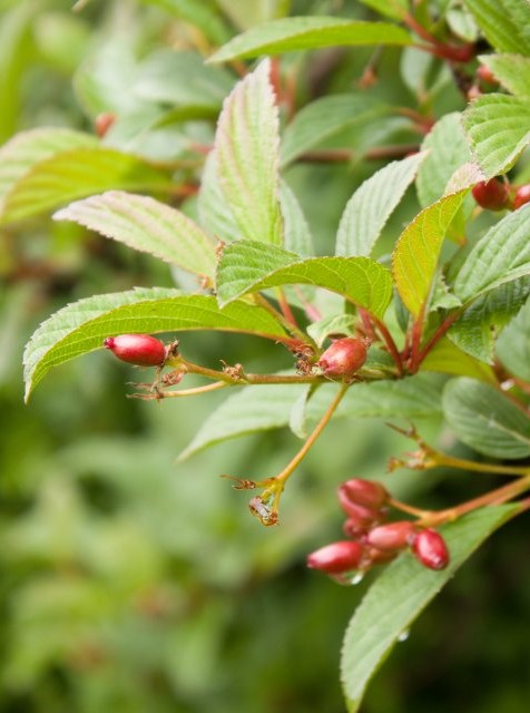 detail Kalina bodnantská 'Dawn'