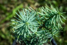náhled Jedle ojíněná 'Compacta'